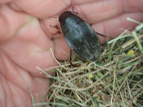 Dytiscus semisulcatus